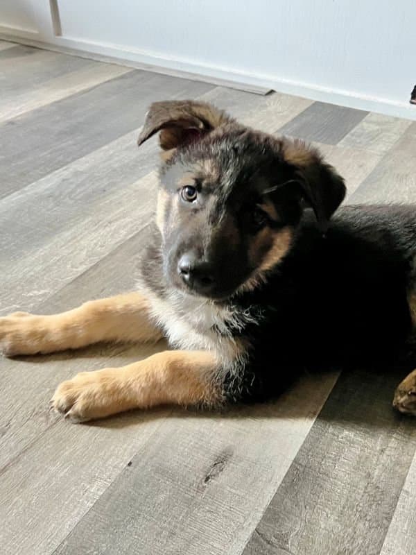 Langdon - Shepherd Mix available for adoption in Calgary