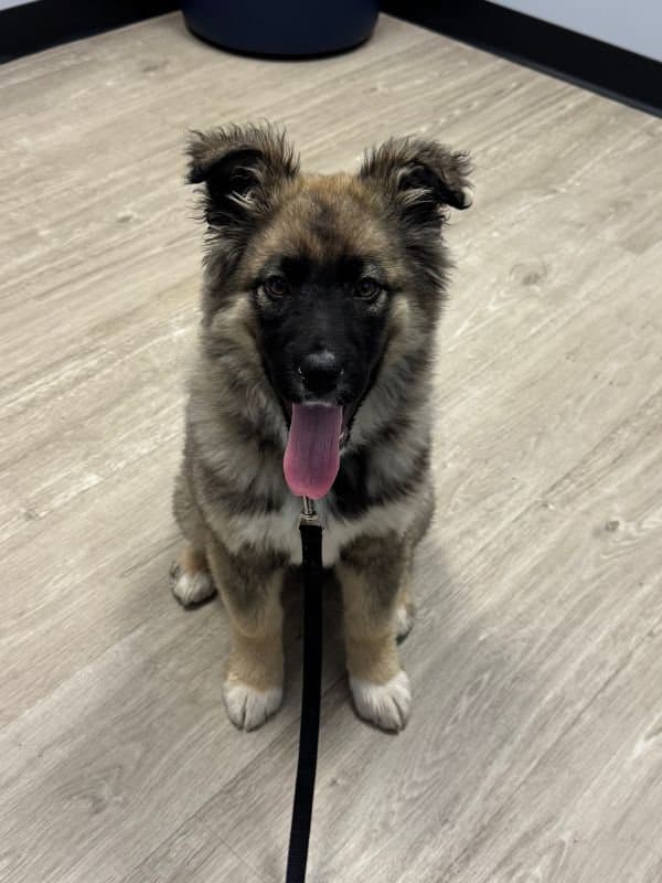 Lainey - Shepherd Mix available for adoption in Calgary
