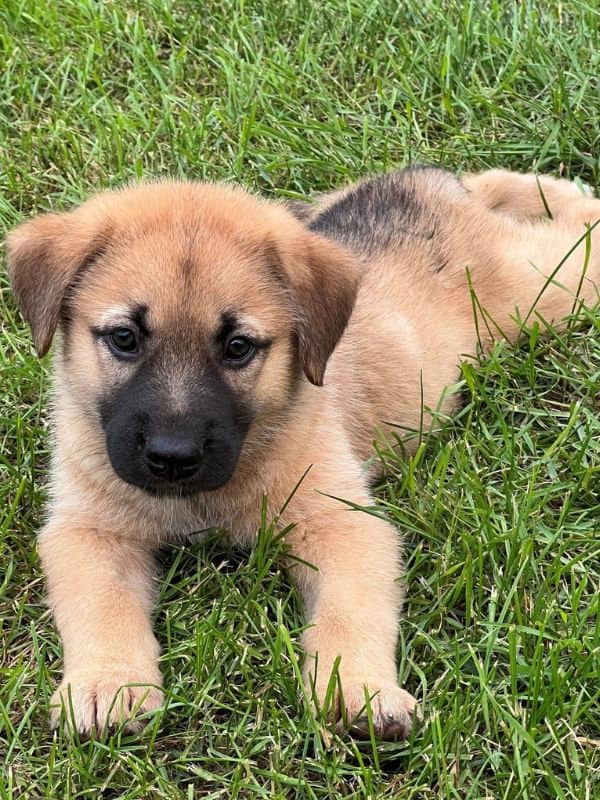 Brussel Sprout - Husky Mix available for adoption in Saskatchewan