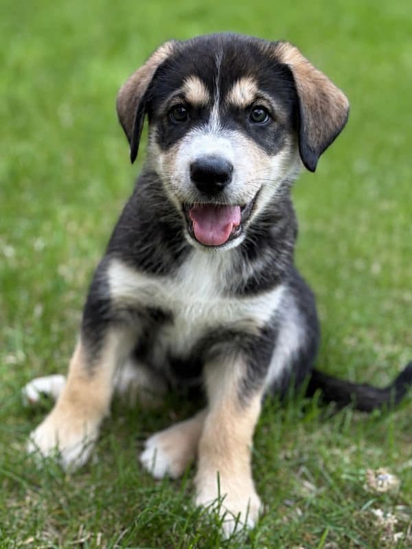 Eddie - Shepherd Husky Mix available for adoption in Saskatchewan