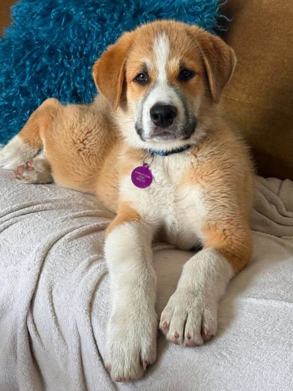 Cedar - Husky Mix available for adoption in Calgary