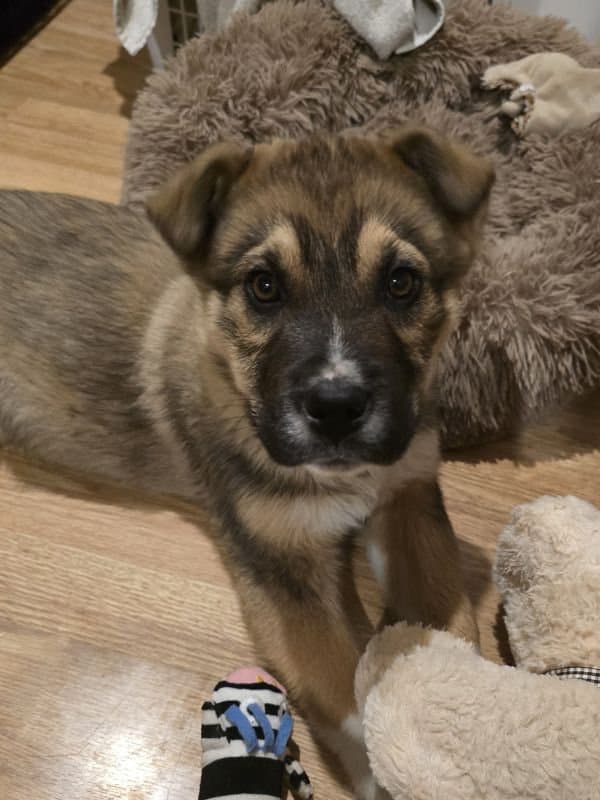 Frasier - Shepherd Mix available for adoption in Calgary