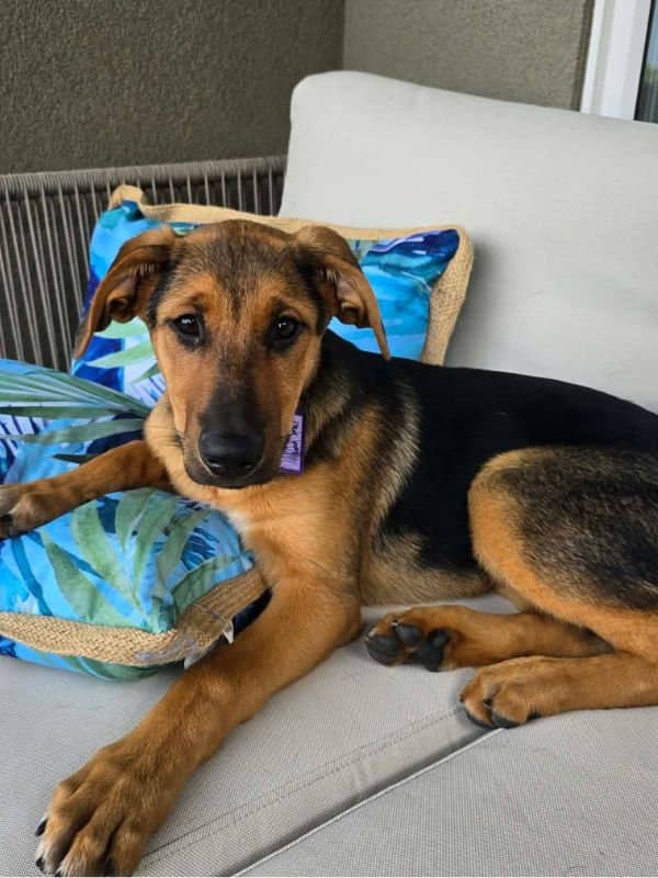 Maxine - Shepherd Husky Mix available for adoption