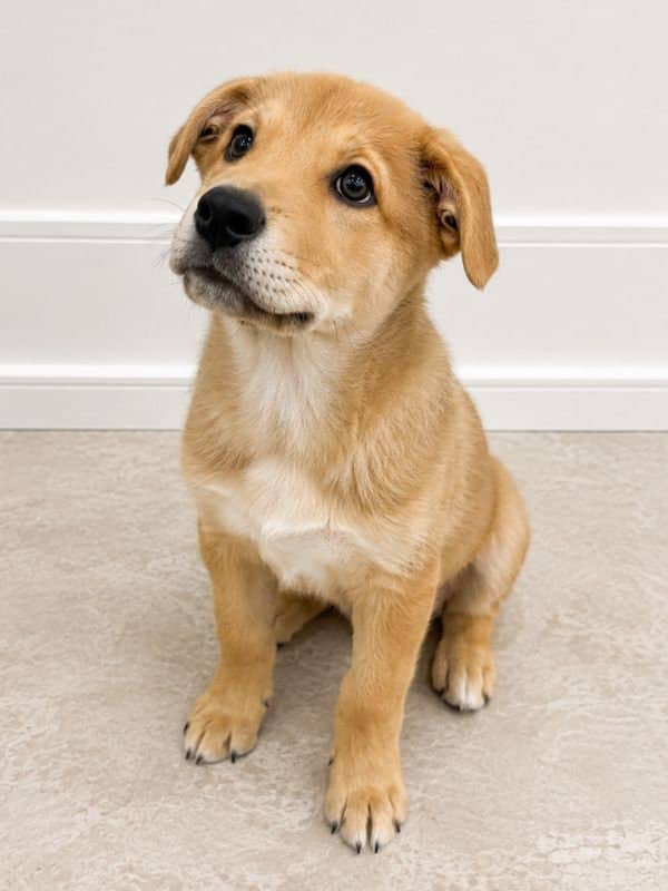 Turnip - Husky Mix available for adoption in Saskatchewan