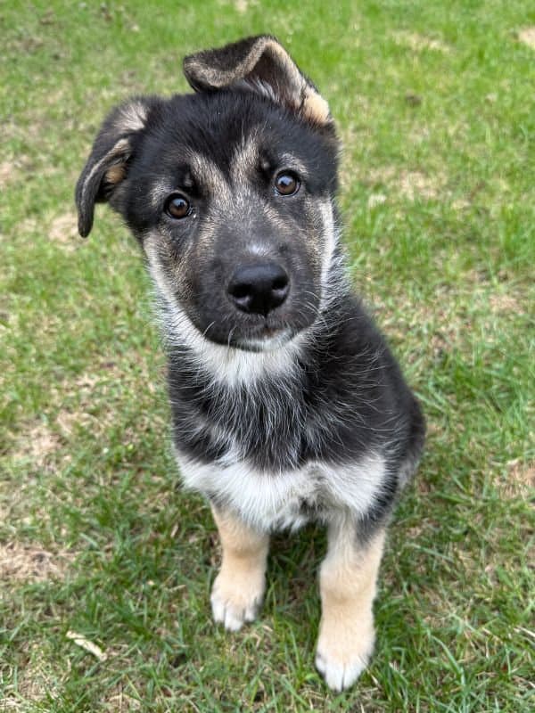 Robby - Shepherd Mix available for adoption in Saskatchewan