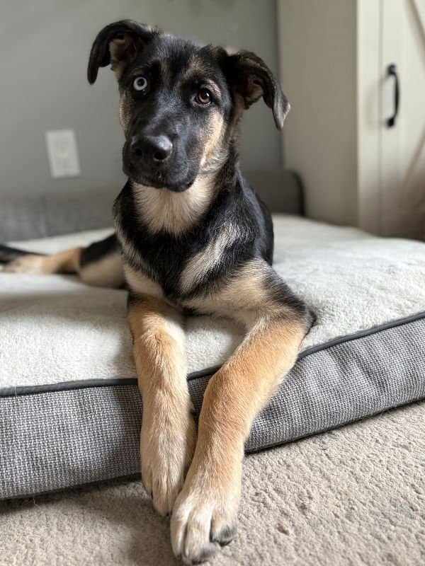 Parker - Shepherd Mix available for adoption
