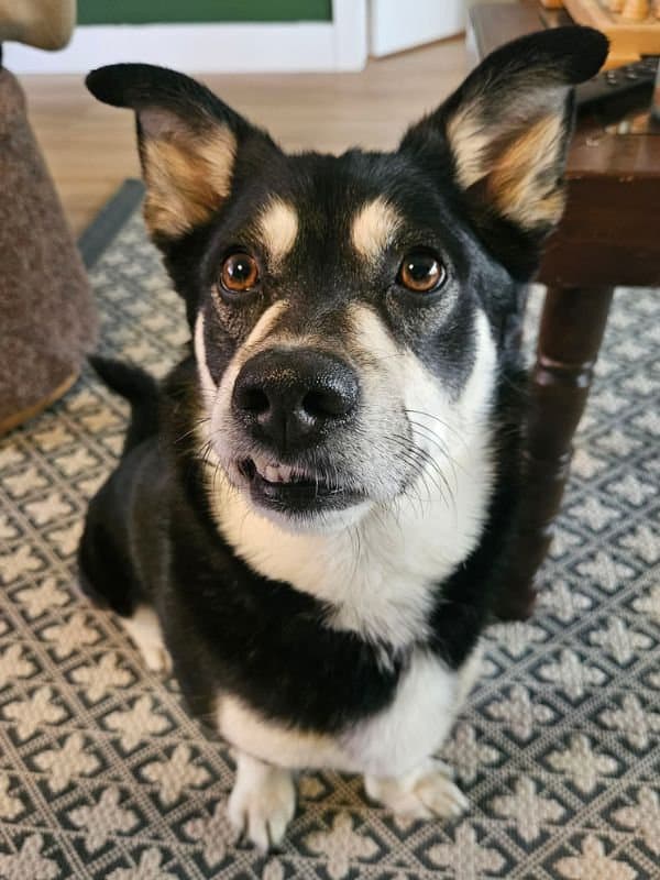 Auggie - Husky Corgi Mix available for adoption in Saskatchewan