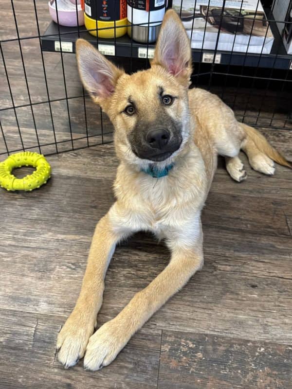 Foxy Cleopatra - Shepherd Mix available for adoption in Calgary