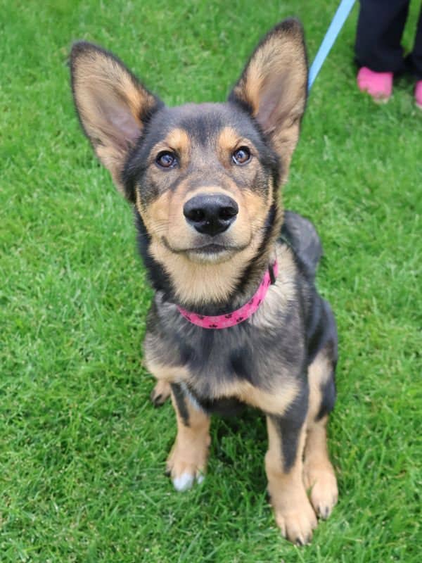 Thelma - Shepherd Mix available for adoption in Saskatchewan