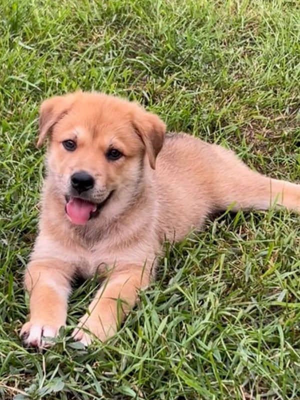 Potato - Husky Mix available for adoption in Saskatchewan