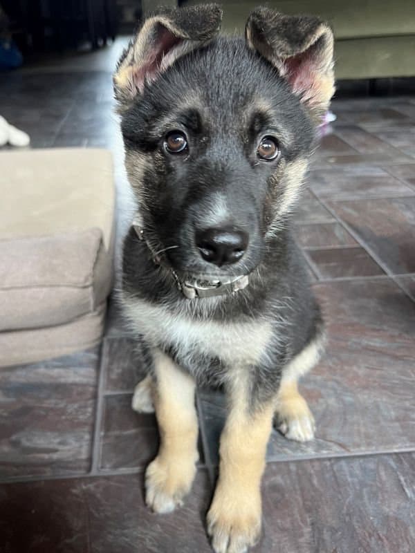 Dana - Shepherd Mix available for adoption in Calgary