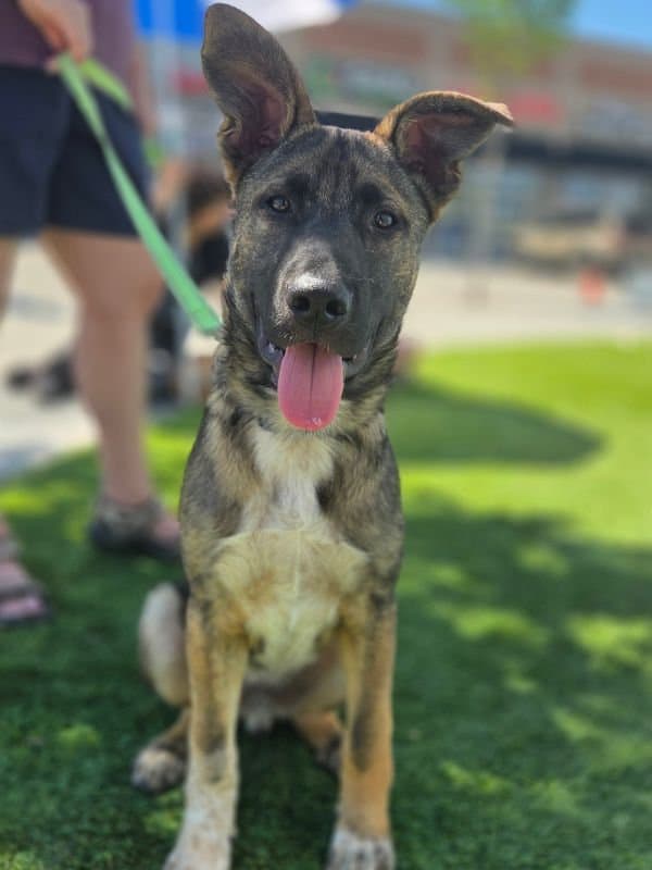 Ozzy Pawsborne - Shepherd Mix available for adoption
