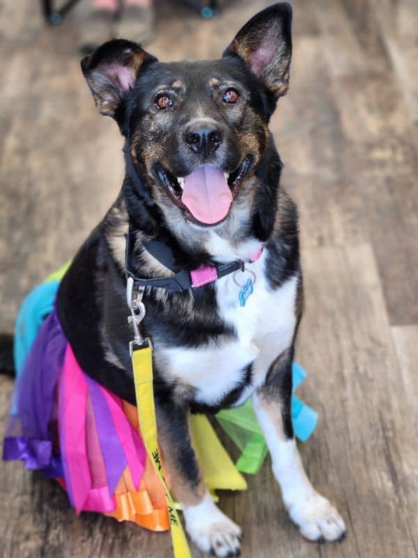 Vera Waggs - Shepherd Pitbull Akita Mix available for adoption in Saskatchewan