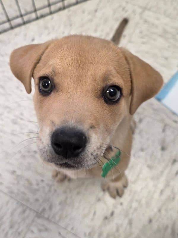 Bowser - Pitbull Mix available for adoption