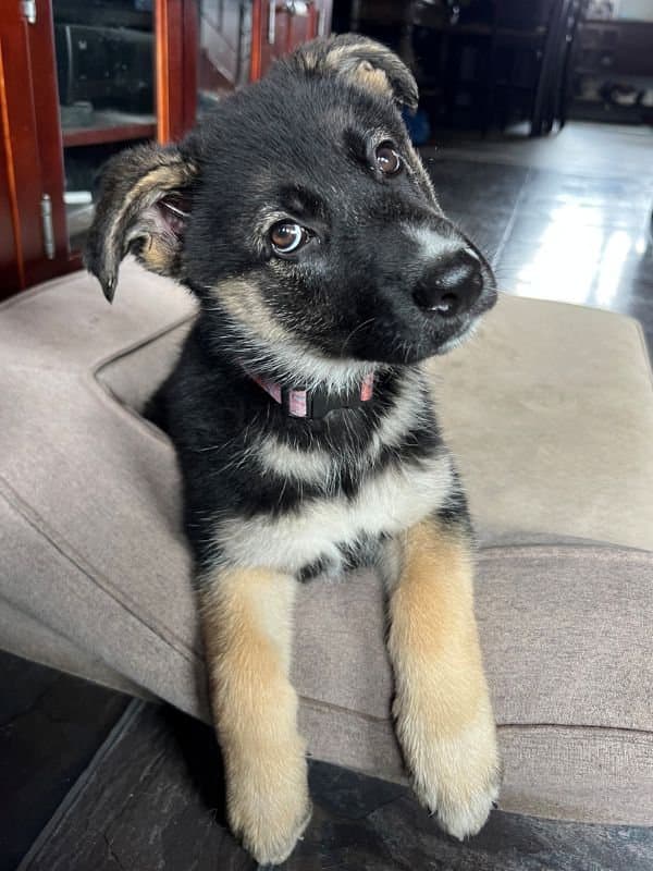 Lupe - Shepherd Mix available for adoption in Calgary