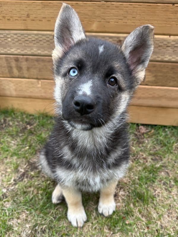 Perlah - Shepherd Mix available for adoption in Saskatchewan