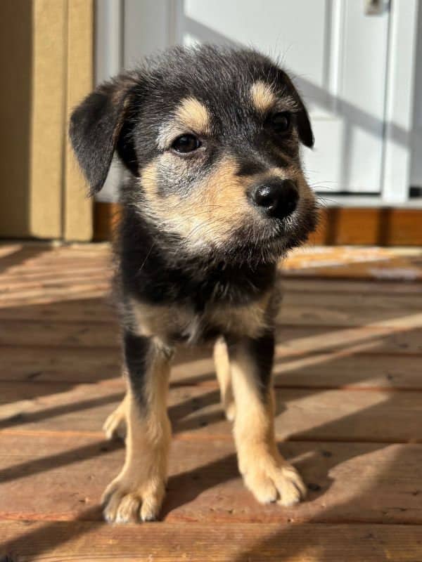 Saige - Terrier Mix available for adoption in Saskatchewan