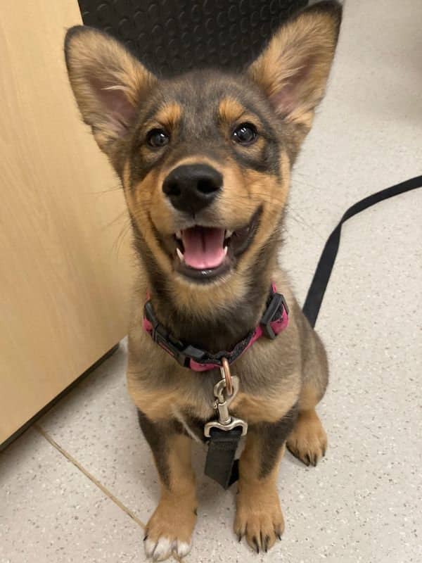 Thelma - Shepherd Mix available for adoption