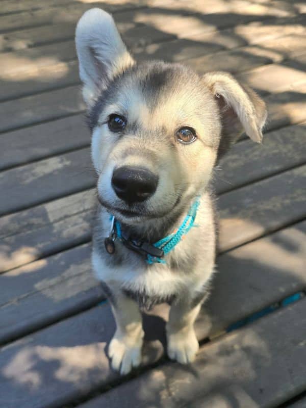 Louise - Shepherd Mix available for adoption