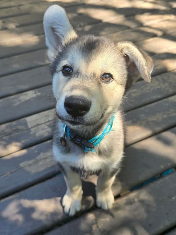 Louise - Shepherd Mix available for adoption at Saskatoon Dog Rescue in Saskatoon