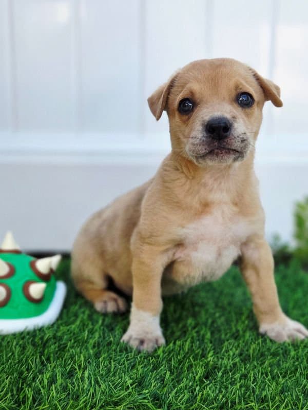 Bowser - Pitbull Mix available for adoption at Saskatoon Dog Rescue in Saskatoon
