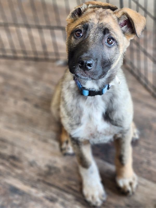 Ozzy Pawsborne - Shepherd Mix available for adoption in Saskatchewan