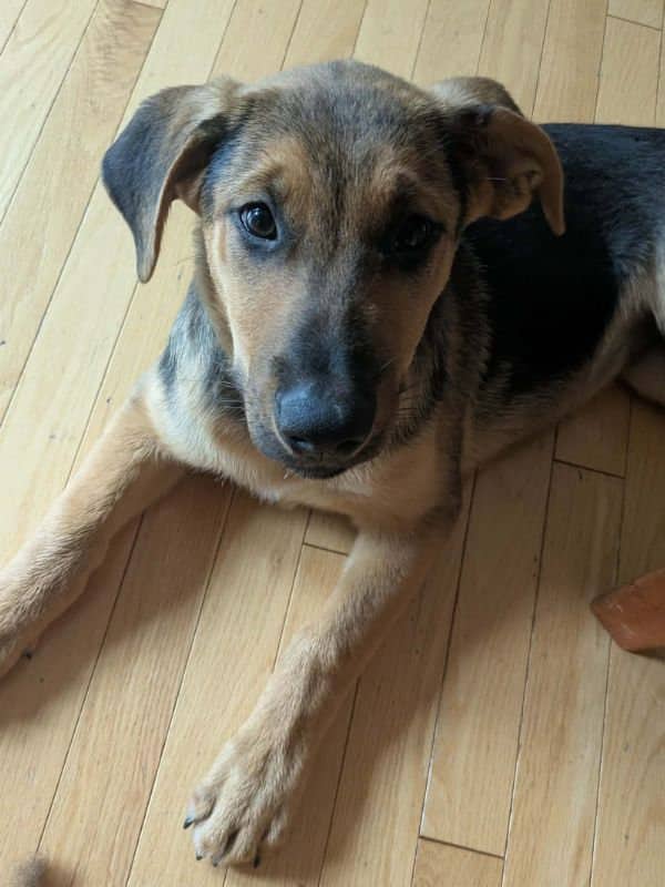 Maxine - Shepherd Husky Mix available for adoption
