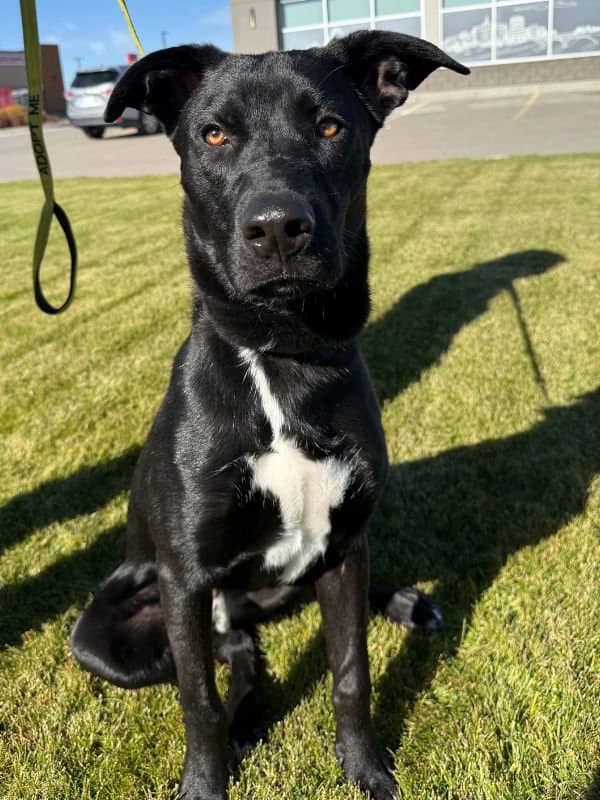 Benjamin - Lab Mix available for adoption in Saskatchewan