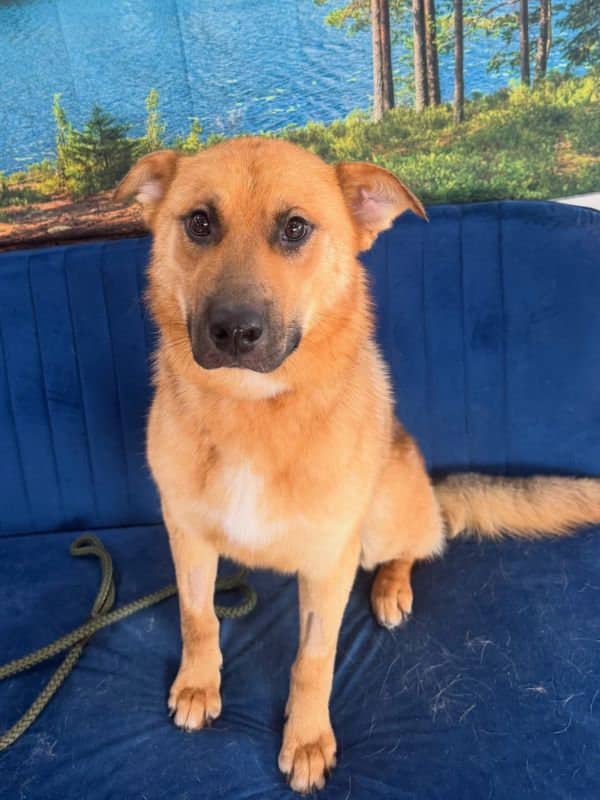 Tom - Shepherd Mix available for adoption