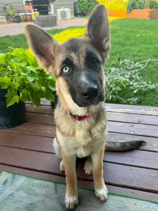 Perlah - Shepherd Mix available for adoption
