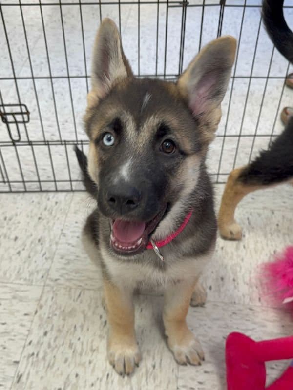 Perlah - Shepherd Mix available for adoption