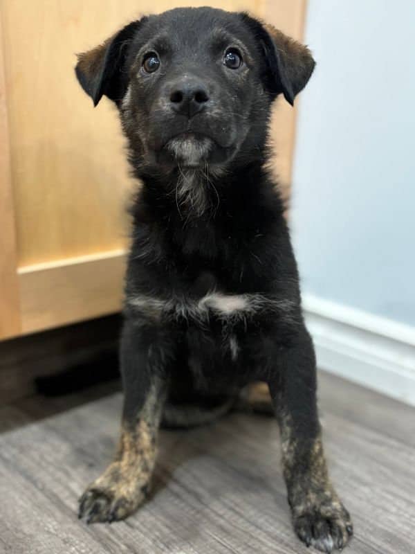Bear - Shepherd Mix available for adoption in Saskatchewan