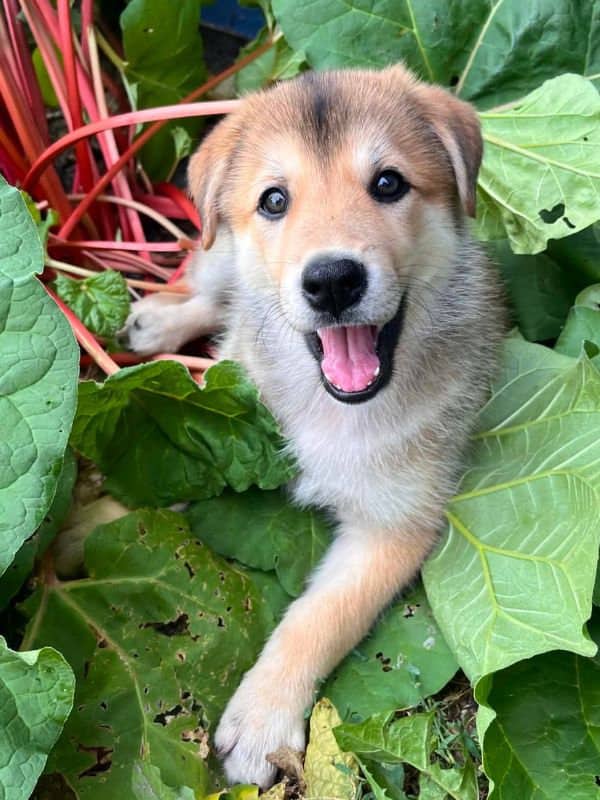 Rhubarb - Husky Mix available for adoption in Saskatchewan