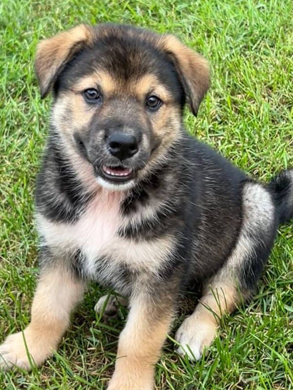 Okra - Husky Mix available for adoption in Saskatchewan