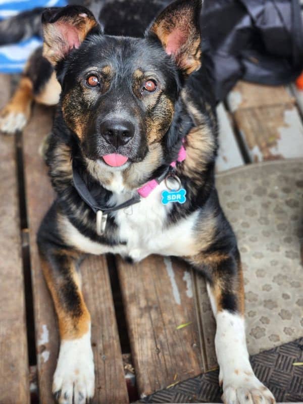 Vera Waggs - Shepherd Pitbull Akita Mix available for adoption