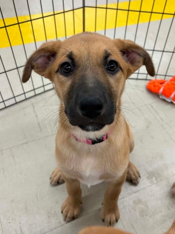 Baba - Pitbull Lab Mix available for adoption