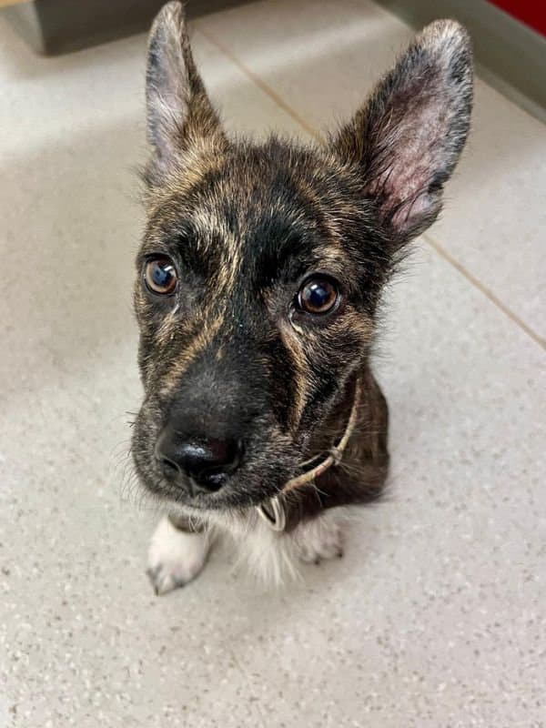 Tux - Shepherd Mix available for adoption at Saskatoon Dog Rescue in Saskatchewan