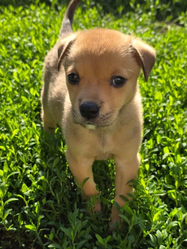 Whitney - American Staffordshire Terrier American Pit Bull Terrier Mix available for adoption