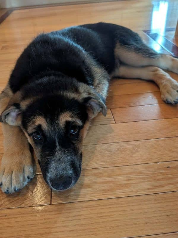 Billy - Shepherd Husky Mix available for adoption