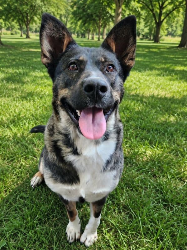 Vera Waggs - Shepherd Pitbull Akita Mix available for adoption
