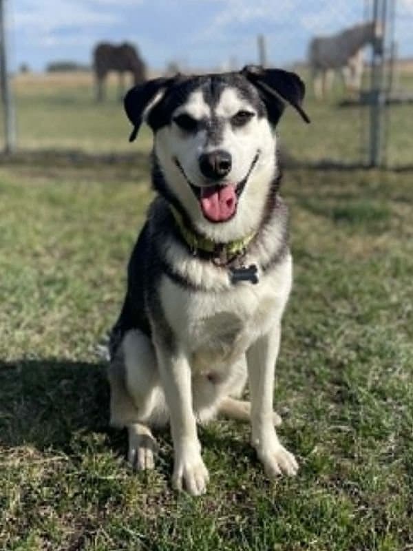 Fletcher - Husky Mix available for adoption in Calgary