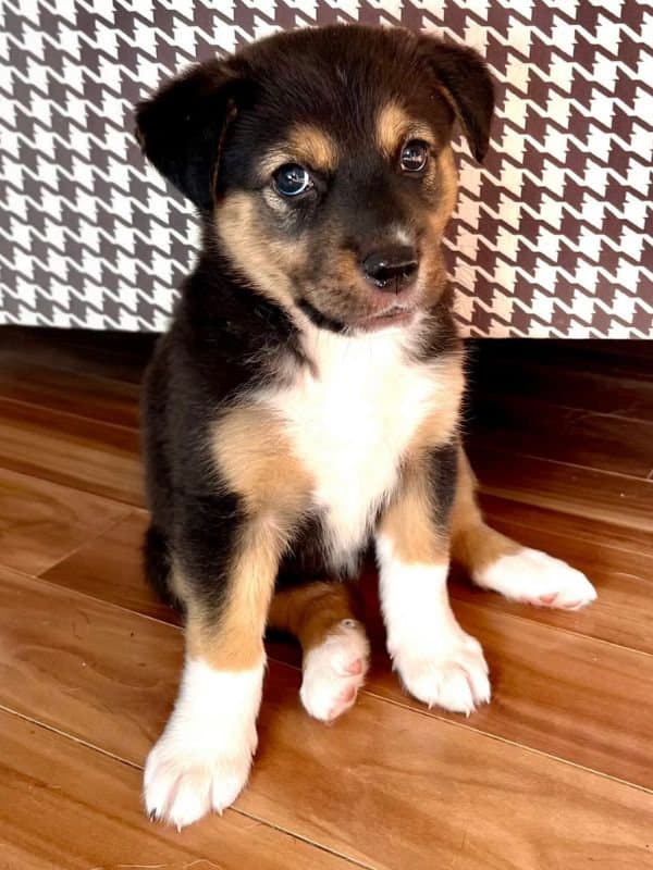 Wavy - Shepherd Mix available for adoption
