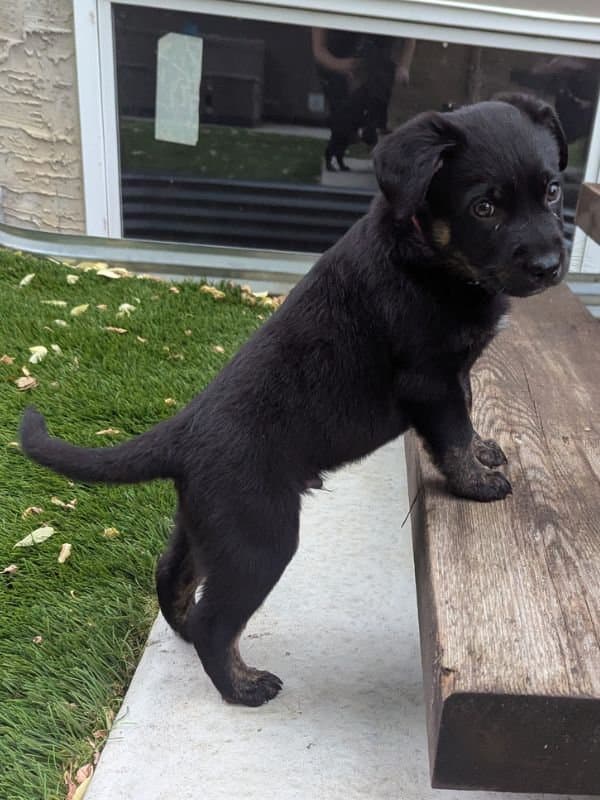Pebble - Shepherd Mix available for adoption