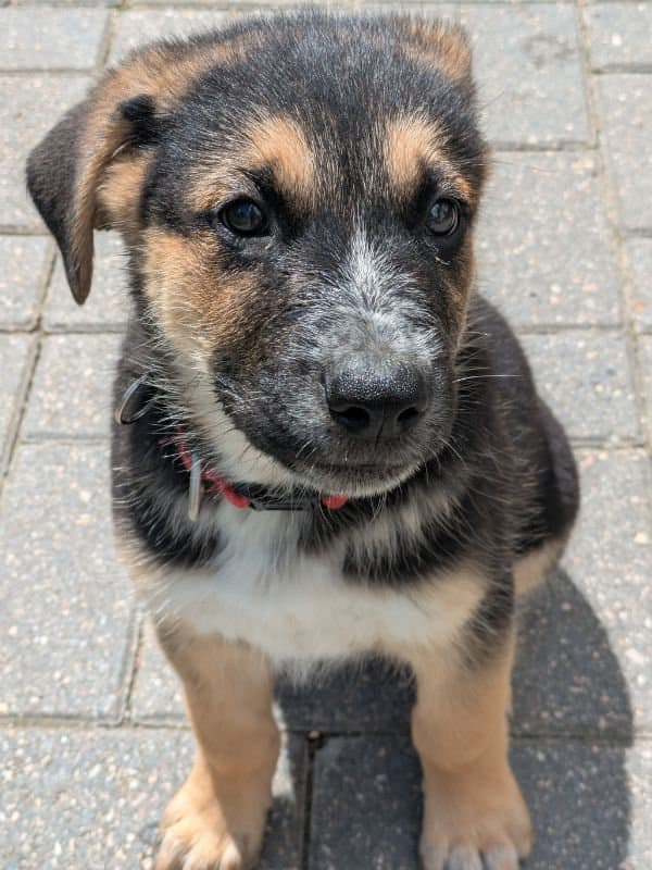 Billy - Shepherd Husky Mix available for adoption in Saskatchewan