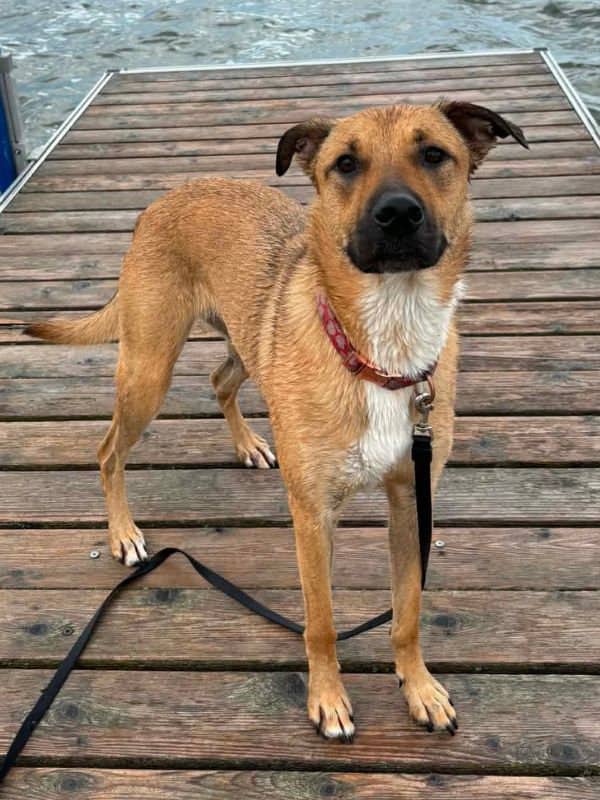 Ellie (Eliza Whirl) - Lab Shepherd Mix available for adoption in Saskatchewan