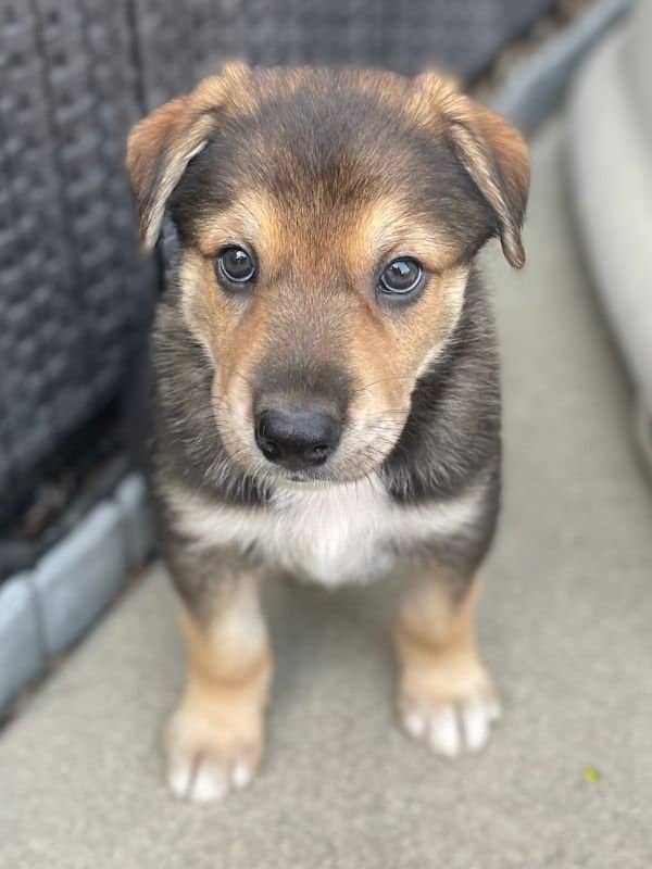 Carrot - Husky Mix available for adoption in Saskatchewan