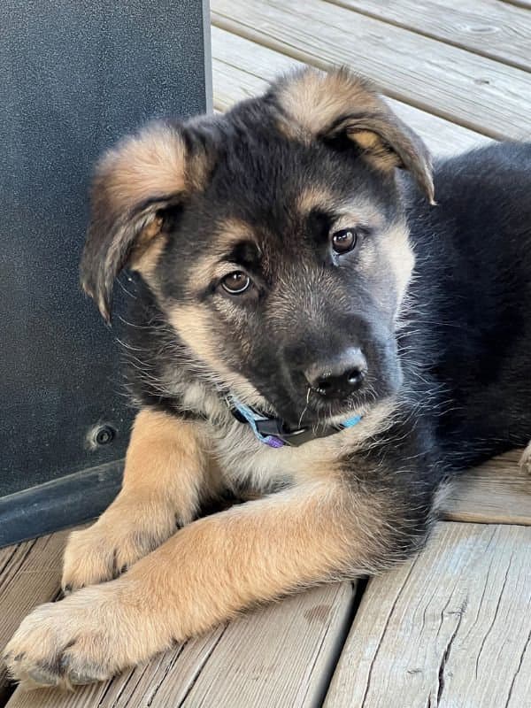 Mateo - Shepherd Mix available for adoption in Saskatchewan