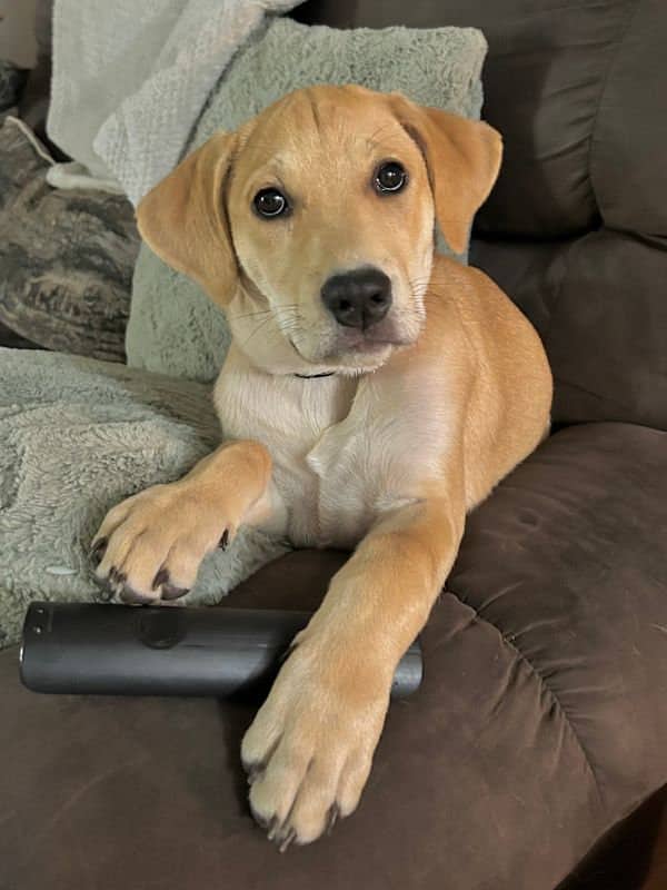 Nonna - Pitbull Lab Mix available for adoption