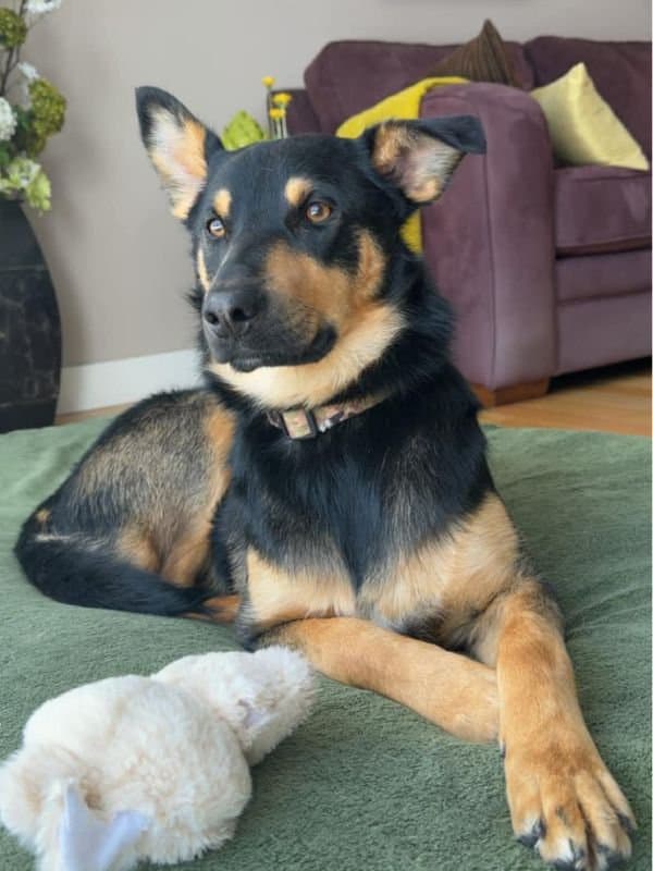 Kodiak - Shepherd Mix available for adoption in Calgary