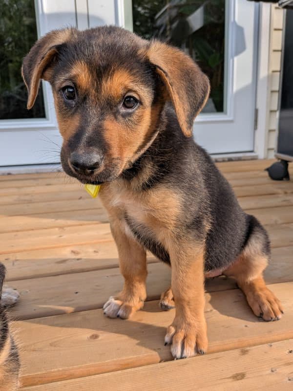 Maxine - Shepherd Husky Mix available for adoption in Saskatchewan